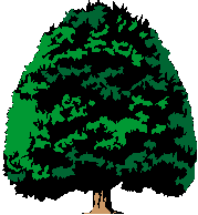 a big, green tree