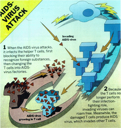drawing of how AIDS attacks the immune system